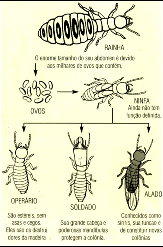 FORMAÇÃO TÉCNICA - PATOLOGIAS - PARTE I Chamamos de patologia os danos que acontecem na madeira por infestação de pragas.