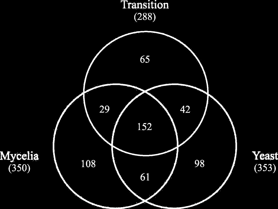 Figure 2 - Venn diagram showing identified proteins overlap of the three protein conditions.