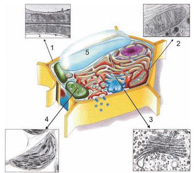 79) (FUVEST-2008) Os protozoários de água doce, em geral, possuem vacúolos pulsáteis, que constantemente se enchem de água e se esvaziam, eliminando água para o meio externo.