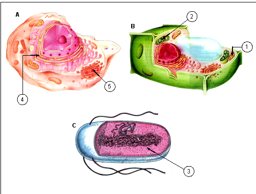 a) I, II e IV b) I, III e IV c) I, II e III d) II, III e IV e) I, II, III e IV 105) (UFSC-2007) a) Explique por que indivíduos transplantados com célulastronco embrionárias, tanto homólogas, quanto