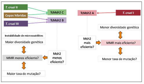 demonstrado que a evolução da família MSH em eucarioto tem sido acompanhada da aquisição de novas funções, no qual a sequência ancestral tenha evoluído a partir de MSH1.