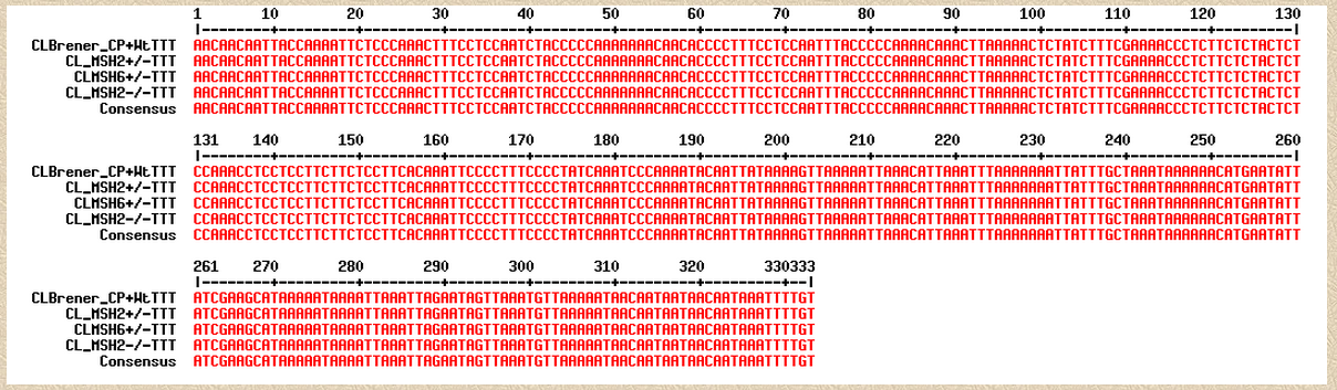 fim foi encontrada entre os genes mitocondriais COI e ND4, uma região chamada CR4 (Cytosine rich 4).