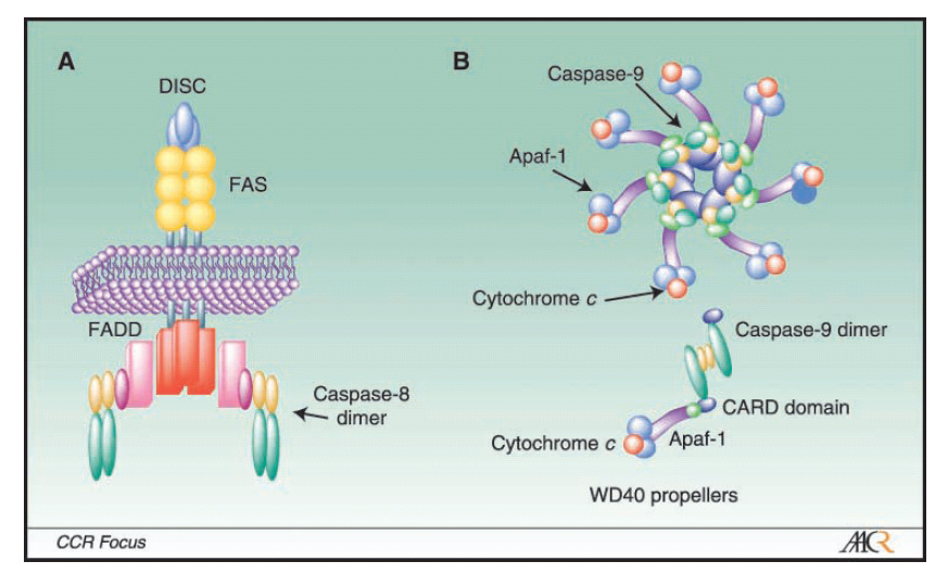 Cascade Peng,, Li Apaf-3 was identified as a member of the caspase Family, caspase-9. Fenótipo semelhante de knockout para caspase-3, caspase-9 9 ou Apaf-1.