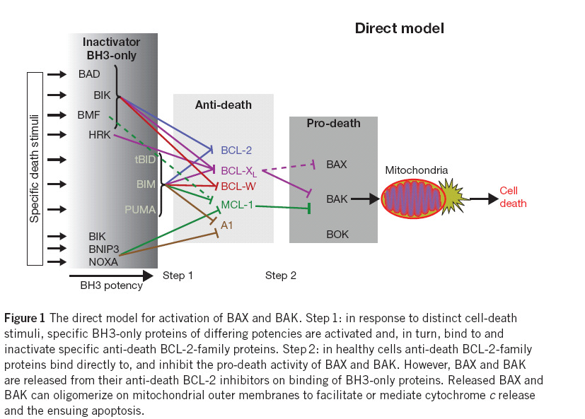 BH3-only proteins trigger cytochrome c release, but how? Georg Häcker, Arnim Weber.