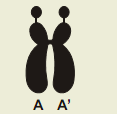 39- (PUC-SP) Encontra-se abaixo esquematizado o cromossomo 21 humano. O desenho foi feito com base na observação ao microscópio de um linfócito ( glóbulo branco ) em divisão.