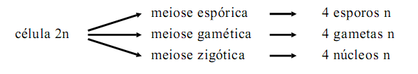 45- (MACKENZIE) Entre os seres vivos ocorrem os tipos gamética, espórica e zigótica, de meiose, segundo o esquema: As meioses espórica, gamética e zigótica ocorrem,