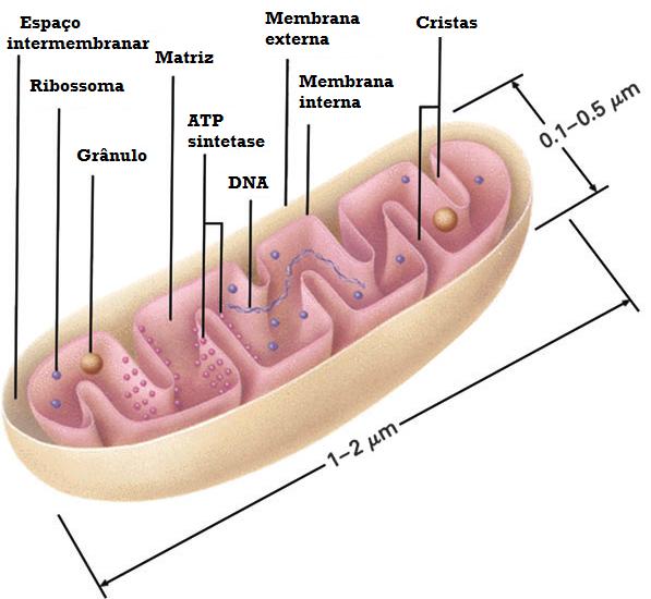 As mitocôndrias são organelos pleomórficos (com 1 a 2 µm de comprimento) e altamente dinâmicos, presentes em elevado número no citoplasma, em todos os organismos que utilizem oxigénio como fonte de