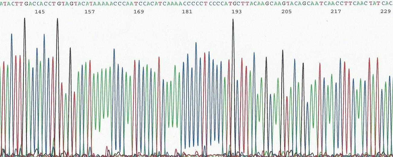 Figura 11 Imagem de eletroferograma obtido após a eletroforese capilar no 3130 Genetic Analyzer 7.9.