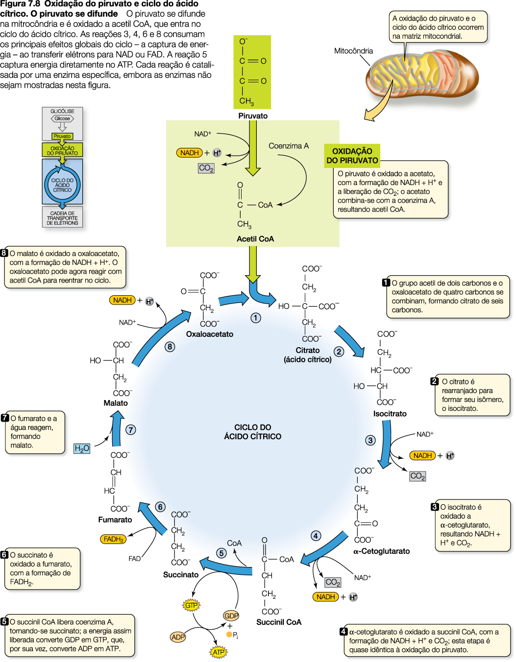 2. CICLO DO ÁCIDO CÍTRICO -Ocorre na matriz mitocondrial O piruvato penetra na mitocôndria, se