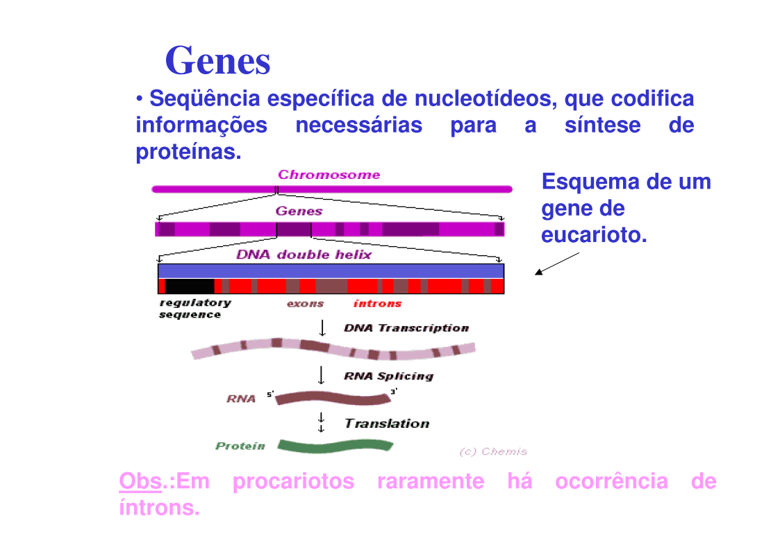 Z-DNA: rotação p/esquerda; mais alongado e fino que o B-DNA; 12 pb p/completar uma volta na hélice; em eucariotos assume a conformação Z-DNA devido metilação Genoma humano: Mitocôndria: Cerca de 37
