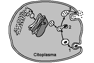 IV - Organela envolvida na redução da cauda dos girinos. Assinale a alternativa que apresenta a associação correta. a) 1 - I; 2 - II; 3 - IV; 4 - III. b) 1 - III; 2 - IV; 3 - I; 4 - II.