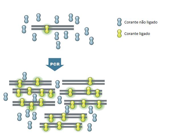 Introdução 13 específica, de acordo com o tipo de composto fluorescente e respetivo comportamento durante o processo (Bio-Rad Laboratories, 2006; Mackay, 2007). O método de corantes intercalares (e.g.