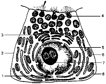 b) A parede celular, constituída por proteínas e por celulose, delimita o espaço interno das células de todos os organismos.