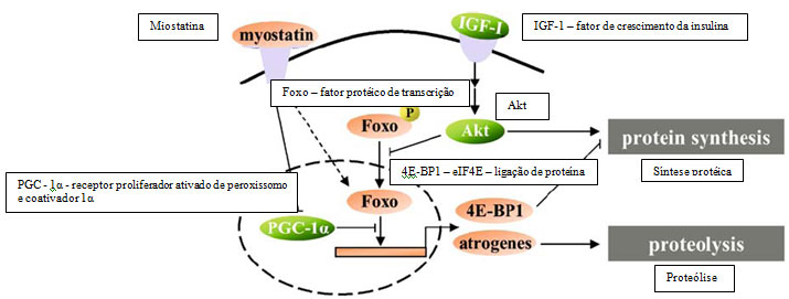 dos mecanismos moleculares envolvidos no metabolismo lipídico demonstrado pela modulação do sistema CPT.