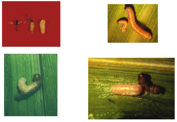 Figura 6. Campoletis flavicincta. A - adulto, casulo e larva; B - larva de S. frugiperda parasitada (esquerda) e sadia (ambas de mesma idade); C - larva de C.