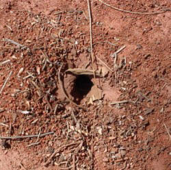 As formigas cortadeiras podem ser controladas com iscas tóxicas ou através da injeção de pós manualmente ou de forma motorizada.