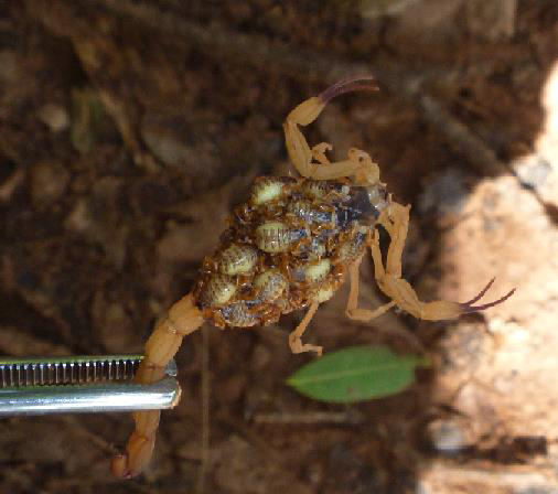 ESCORPIÃO Tityus spp. MÉTODOS ALTERNATIVOS DE CONTROLE QUÍMICO Pulverize sobre os escorpiões solução contendo: 1. Piretróides e piretrinas; 2.