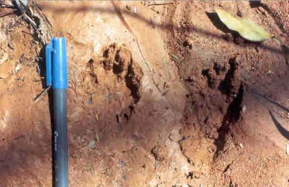 Biodiversidade da RN Rio Cachoeira 28 spp mamíferos médios e grandes (Fusco 2014, Quadros & Tiepolo 2002) Juliana Quadros Anta, cachorro do mato, cachorro vinagre, capivara, cateto, cutia, gato