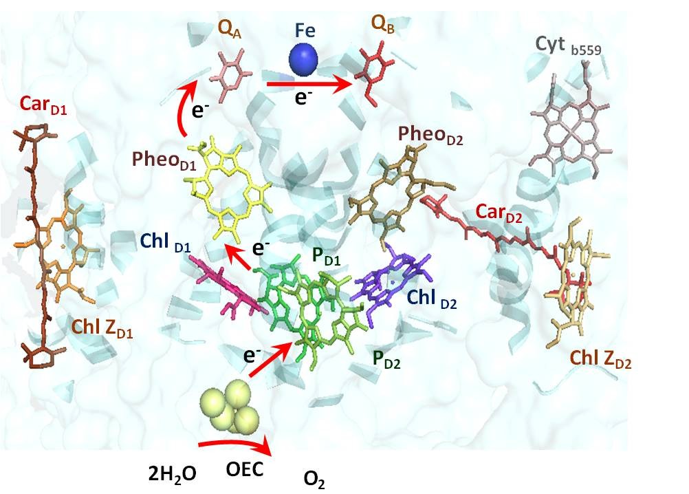 Fotossíntese Quantum coherences in