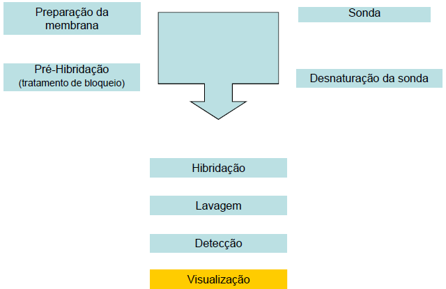 Hibridação DNA-DNA em