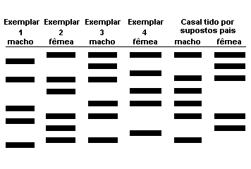 a) Introduzir nas células musculares novas cópias de RNA mensageiro que codifica o fator IGF-1. b) Injetar anticorpos produzidos contra a proteína miostatina.