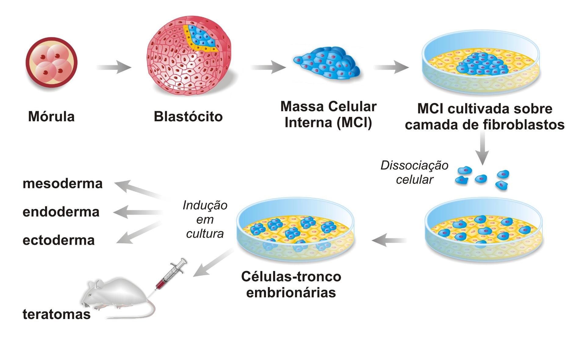 Células-tronco Embrionárias Thomson J A et al SCIENCE VOL 282: