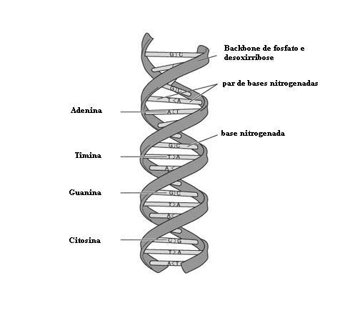 Figura 2.5: Estrutura do DNA e suas partes integrantes. Grande parte do material genético encontrado em DNA não codifica para proteínas, em organismos eucariotos (Szymanski et al., 2003).