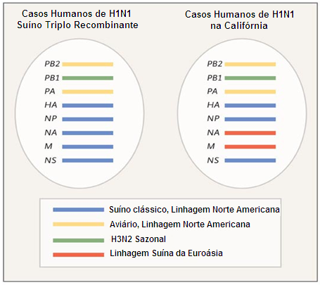 Figura 8 Rearranjo genético do vírus da influenza pandêmica (H1N1) 2009, quadruplo recombinante.