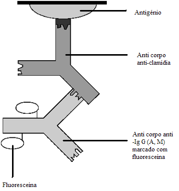 Figura 9. Esquema representativo da técnica de imunofluorescência indirecta. Adaptado de www.euroimmun.de/immunflu.htm Para os anticorpos anti-c.