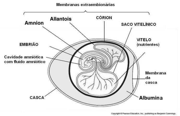 Ectoderma origina a epiderme e seus anexos (pêlos, unhas, cascos, chifres etc.