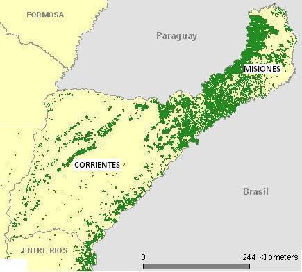 FORESTACIÓN CON PINO EN ARGENTINA Na Argentina, as províncias de Corrientes e Misiones tem 82% das