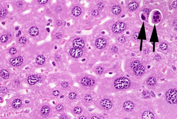 Apoptose: metodologia de