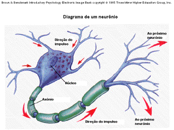 76 Potencial de Membrana A Condução Saltatória Imagem: AMABIS, José Mariano; MARTHO, Gilberto Rodrigues. Conceitos de Biologia. São Paulo, Ed. Moderna, 2001. vol. 2. ao sódio (abertura dos canais de sódio).