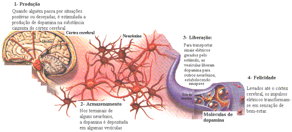 encéfalo, também é liberado pela glândula adrenal para a circulação sangüínea. Abaixo são citadas as funções específicas de alguns neurotransmissores.