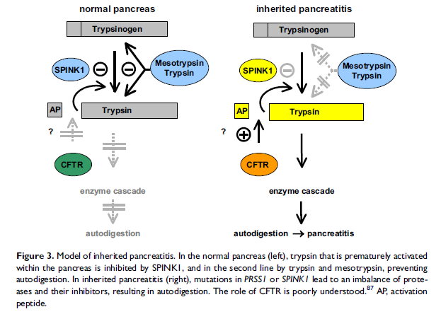 Teich N. & Mossner J. Hereditary chronic pancreatitis.