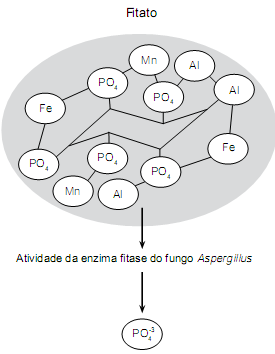 3 (UFMG) Item 3: Considere estas informações científicas: Nos grãos e sementes de plantas, o fósforo encontra-se, principalmente, na forma de fitato.