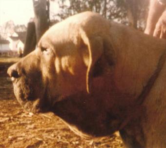 fotos de 2010.(MG). MOVIMENTOS Passos largos, compassados e elásticos, aparentemente pesados, lembrando o dos felinos. Como principal característica, nota-se serem os movimentos gigantes e ondulantes.