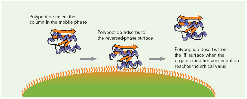 Peptídeos em Fase Reversa O mecanismo de partição das moléculas pequenas não se aplica na cromatografia de proteínas e peptídeos.