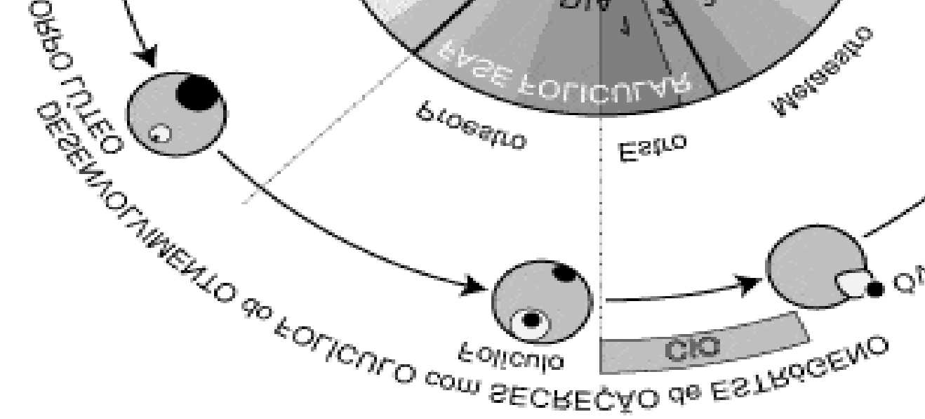 38 um CL). A regressão do CL pode iniciar tão cedo a partir do 15º dia ou tão tarde quanto no 19º dia do ciclo normal (de 20 a 24 dias) (ANDREWS, 2008). 3.3.2 Fases do ciclo estral originalmente desenvolvida para descrever os distintos estágios do ciclo observado em animais como cobaia, rata e camundonga.