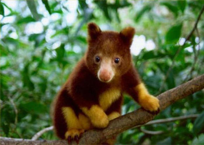 Ou próximo do horário de fechamento quando o dia começa a esfriar e o sol já está se pondo. No meio do dia e especialmente no verão os animais são mais difíceis de se ver.