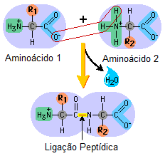 Figura 1. Ilustração da condensação entre aminoácidos. A proteína isolada de soja é constituída de estruturas variadas, formadas a partir de um conjunto de 18 aminoácidos diferentes. 4, 10-11.