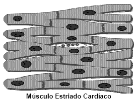 Etapas Metabólicas O gráfico que apresenta as alterações metabólicas encontradas no fígado de uma pessoa submetida a 24 horas de jejum é: a) W b) X c) Y d) Z 5) (UEL-2006) O osso, apesar da aparente