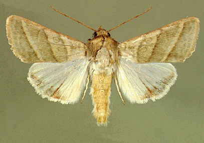 Heliothis virescens (com microespinhos) Foto: R.H de Bastos Helicoverpa (sem microespinhos) DOIS HELIOTHINAE EM ALGODÃO Heliothis Ochsenheimer, 1816 Ovo adulto: 35-40 dias P. de incubação: 3-4 dias P.