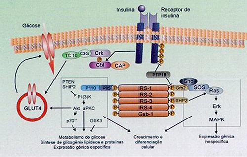 Insulina Ligação Hormônio X Receptor Insulina e o