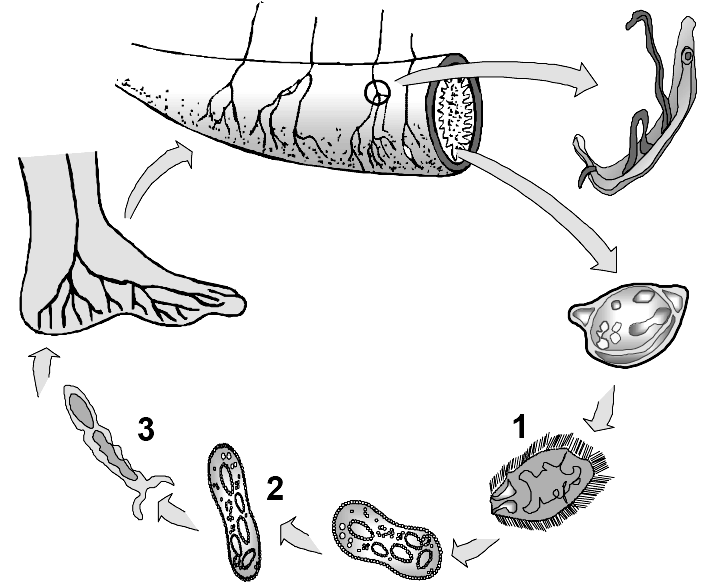 e) Aparecimento de digestão intracelular e melhor captura de presas. 09 - (UESPI/2008) As fêmeas do Schistosoma mansoni fazem a postura dos ovos em vasos sangüíneos próximos à luz intestinal.