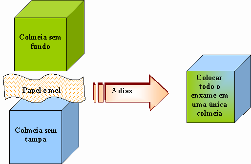 Fortalecimento e união das famílias Colônias fracas são, geralmente, conseqüência da falta de alimento disponível no campo, divisão natural de enxames, rainhas velhas e enxames recém-capturados.