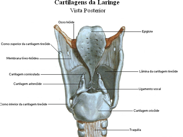 58 SISTEMA RESPIRATÓRIO Fonte: Netter, F. Atlas de anatomia humana. CAVIDADE DA LARINGE É contínua com a laringe e divide-se em 3 partes: 1. Vestíbulo da laringe acima das pregas vestibulares. 2.