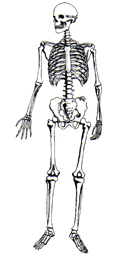 Medial ou mesial: em direção ao centro ou em direção ao plano mediano; Lateral: fora do centro ou fora do plano mediano (... o polegar está na face lateral da mão...); Proximal: próximo da origem.