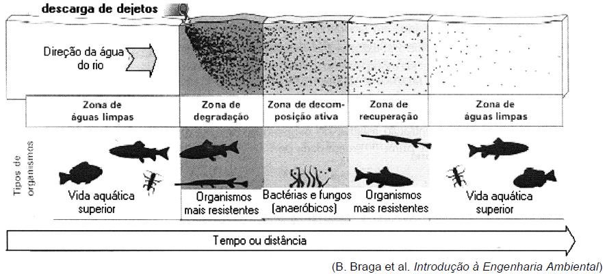 22 (ENEM-2004) Um rio que é localmente degradado por dejetos orgânicos nele lançados pode passar por um processo de autodepuração.