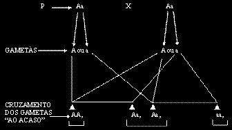 Mendel concluiu que o fator responsável pela cor amarela da semente era dominante sobre o fator para a cor verde, que permanecia inativo na geração F1 (recessivo).